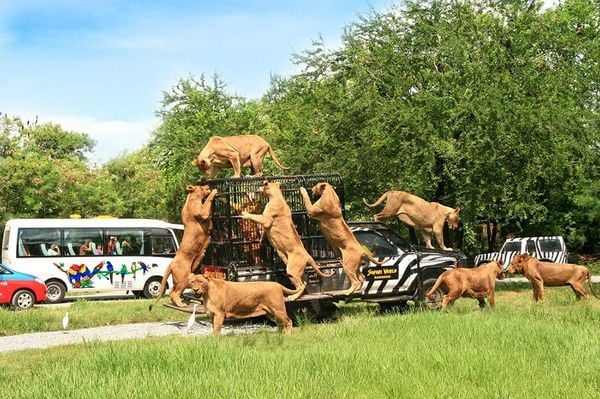 Trải nghiệm thế giới nhiệt đới ngay tại Quy Nhơn ở FLC Zoo Safari